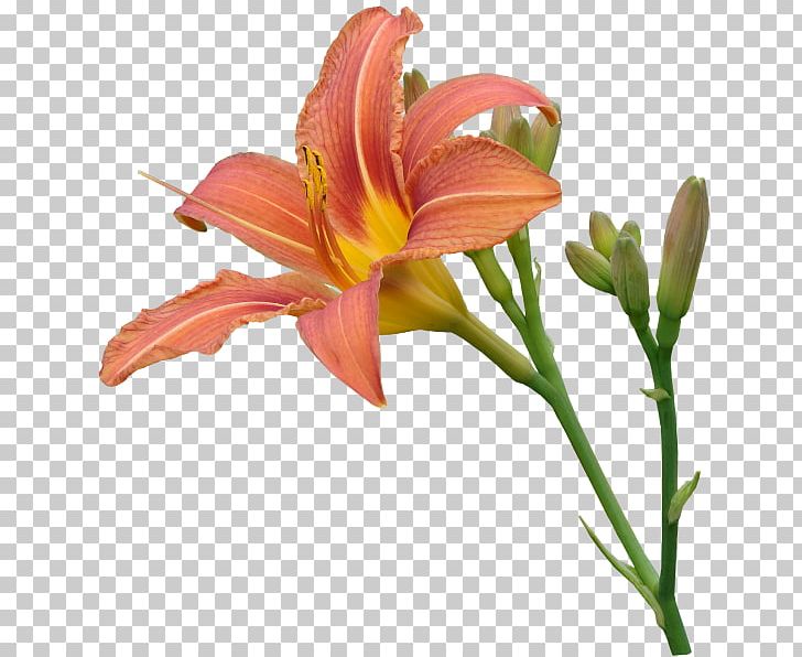 Flower Comparazione Di File Grafici Encapsulated PostScript PNG, Clipart, Adobe Flash, Alstroemeriaceae, Autumn Flowers, Bud, Comparazione Di File Grafici Free PNG Download