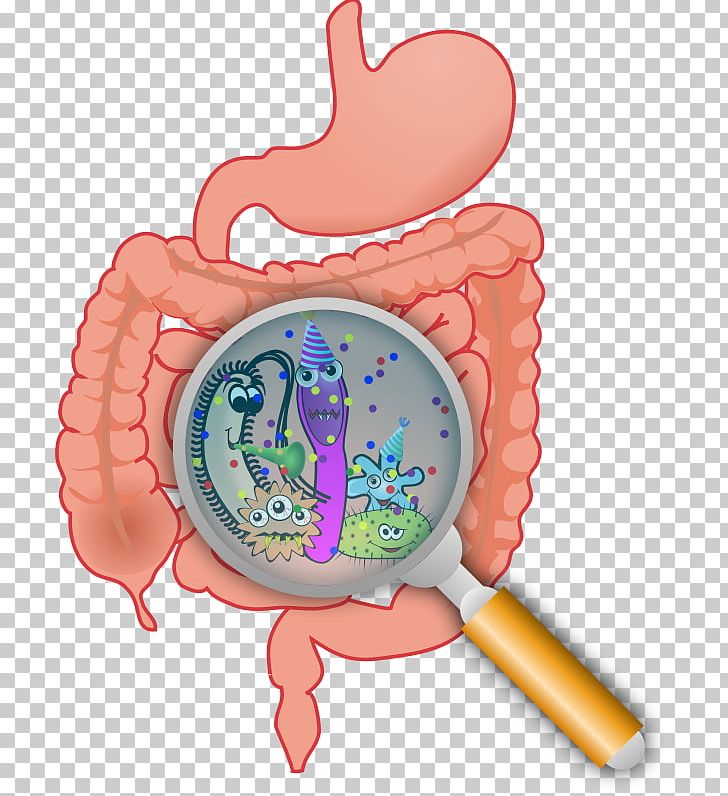Gut Flora Gastrointestinal Tract Large Intestine Bacteria Probiotic PNG, Clipart, Baby Toys, Bacteria, Flora, Gastrointestinal Tract, Gut Flora Free PNG Download