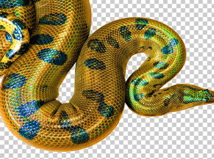 Boa Constrictor Snakes Rattlesnake Hognose Snake Desktop PNG, Clipart, Boa Constrictor, Boas, Colubridae, Desktop Computers, Desktop Environment Free PNG Download