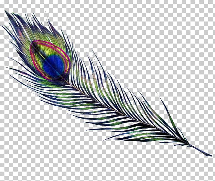 Feather Bird Parrot Drawing Pavo PNG, Clipart, Animal, Animals, Art, Asiatic Peafowl, Beak Free PNG Download