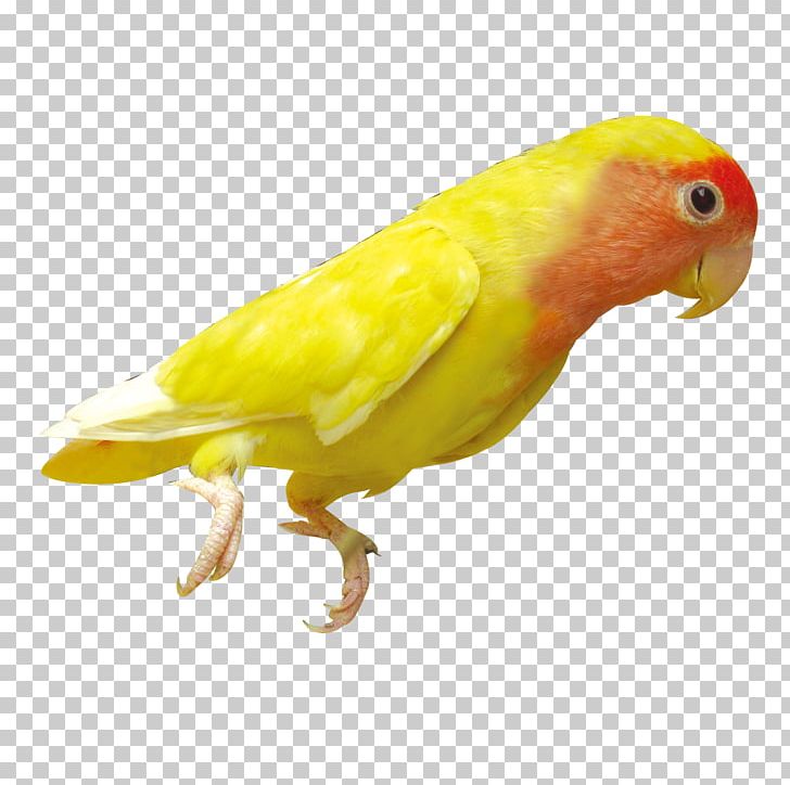 Parrot Parrot Bird PNG, Clipart, Animal, Animals, Beak, Common Pet Parakeet, Encapsulated Postscript Free PNG Download