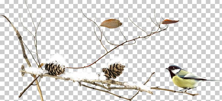 Bird Winter Snow PNG, Clipart, Animals, Beak, Bird, Bird Cage, Bird Nest Free PNG Download