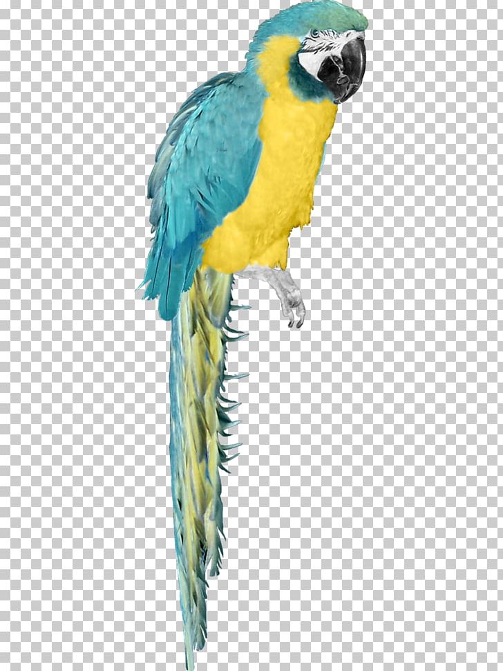 Budgerigar Macaw Bird PNG, Clipart, Animals, Beak, Bird, Budgerigar, Common Pet Parakeet Free PNG Download
