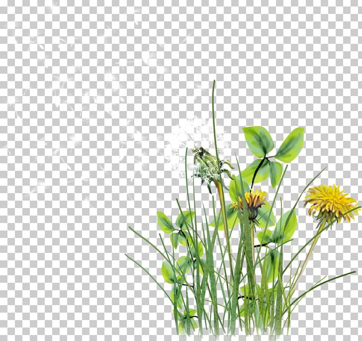 Chrysanthemum Indicum Presentation U041au043eu043du0441u043fu0435u043au0442 U0443u0440u043eu043au0430 PNG, Clipart, Artificial Grass, Biology, Chrysanthemum, Computer Wallpaper, Creative Grass Free PNG Download