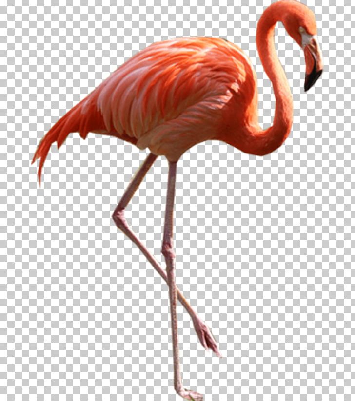 Flamingo PNG, Clipart, Animals, Beak, Bird, Black High Heels, Cartoon Free PNG Download