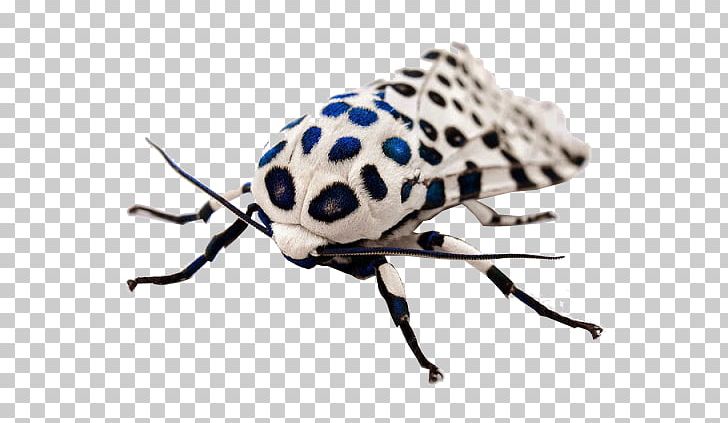 Giant Leopard Moth Insect Arctiidae PNG, Clipart, Animal, Arctiidae, Arthropod, Beetle, Butterflies And Moths Free PNG Download