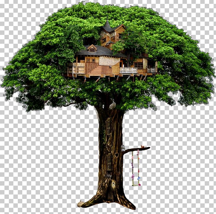 Tree House Tropical And Subtropical Dry Broadleaf Forests Branch PNG, Clipart, Arecaceae, Bonsai, Branch, Branch House, Flowerpot Free PNG Download