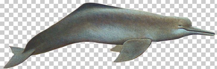Tucuxi Dolphin Beak Wildlife Animal PNG, Clipart, Amazon, Amazon River, Animal, Animal Figure, Animals Free PNG Download
