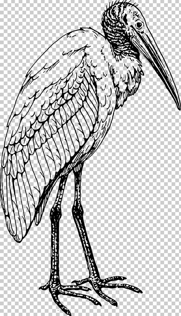 Bird Coloring Book Ibis Drawing Stork PNG, Clipart, American White Ibis, Animals, Artwork, Beak, Bird Free PNG Download