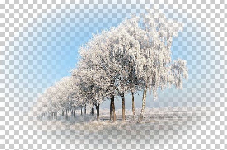 Desktop Winter Tree Snow Stock Photography PNG, Clipart, Branch, Branching, Computer, Computer Wallpaper, Dagens Nyheter Free PNG Download