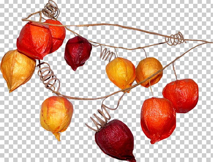 Encapsulated PostScript PNG, Clipart, Apple, Auglis, Autumn, Chinese Lantern, Daytime Free PNG Download