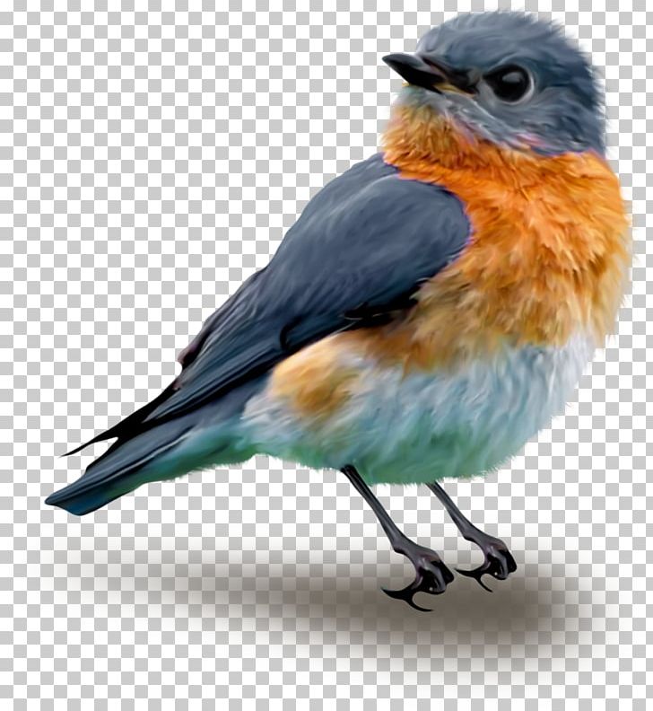 Songbird Drawing PNG, Clipart, Animal, Animals, Beak, Bird, Bluebird Free PNG Download