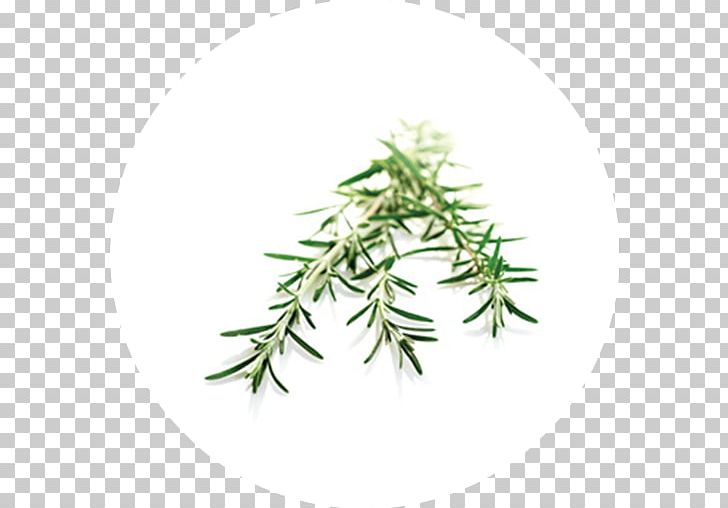 Twig Peppermint Herbalism Plant Stem Hybrid PNG, Clipart, Asteraceae, Branch, Drug, Grass, Herb Free PNG Download