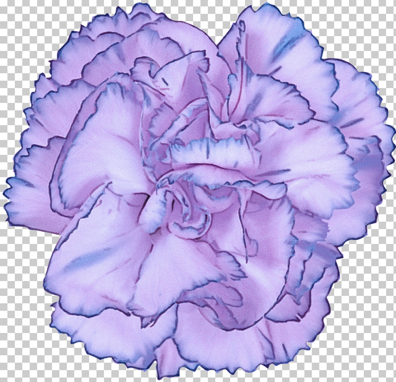 Lavender PNG, Clipart, Carnation, Cut Flowers, Flower, Lavender, Lilac Free PNG Download