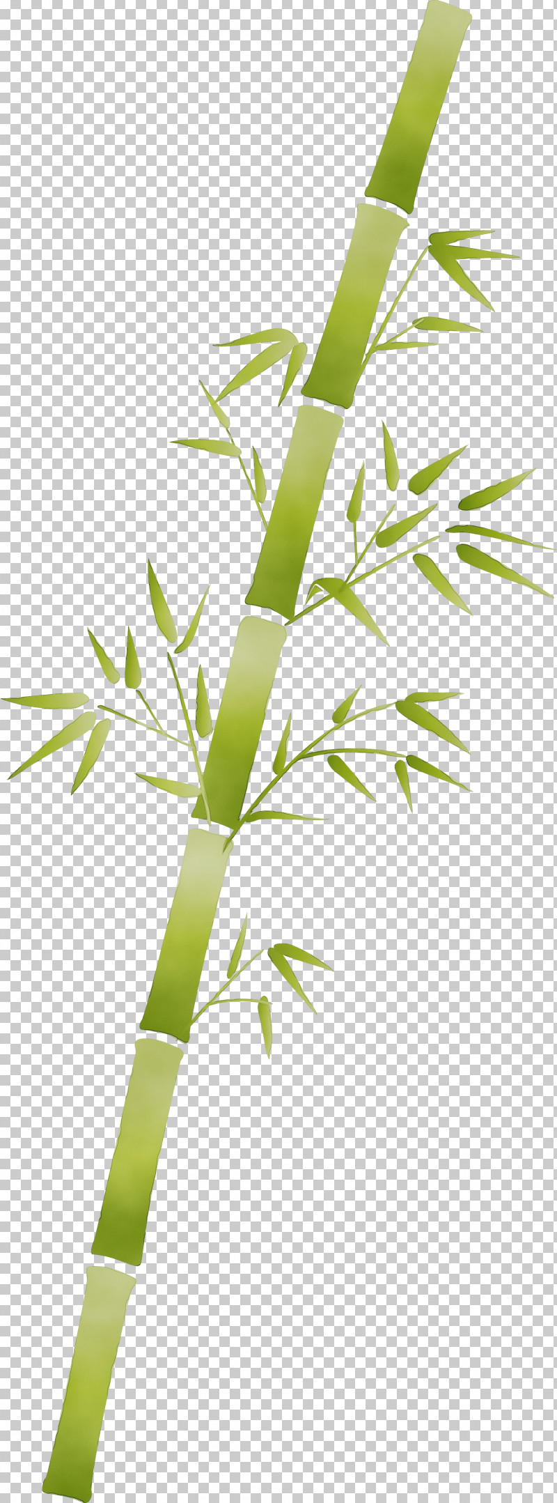 Leaf Plant Plant Stem Bamboo Flower PNG, Clipart, Bamboo, Branch, Flower, Grass, Grass Family Free PNG Download