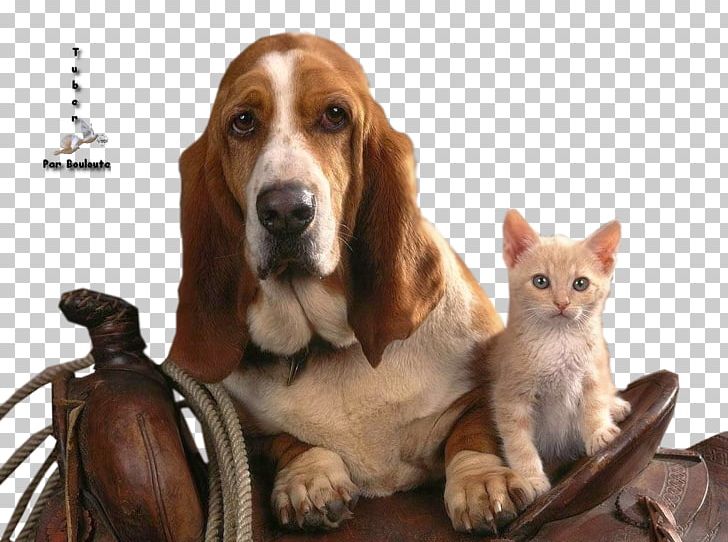 Basset Hound Puppy Kitten Cat Bloodhound PNG, Clipart, Animal, Animals, Basset Hound, Beagle, Bloodhound Free PNG Download