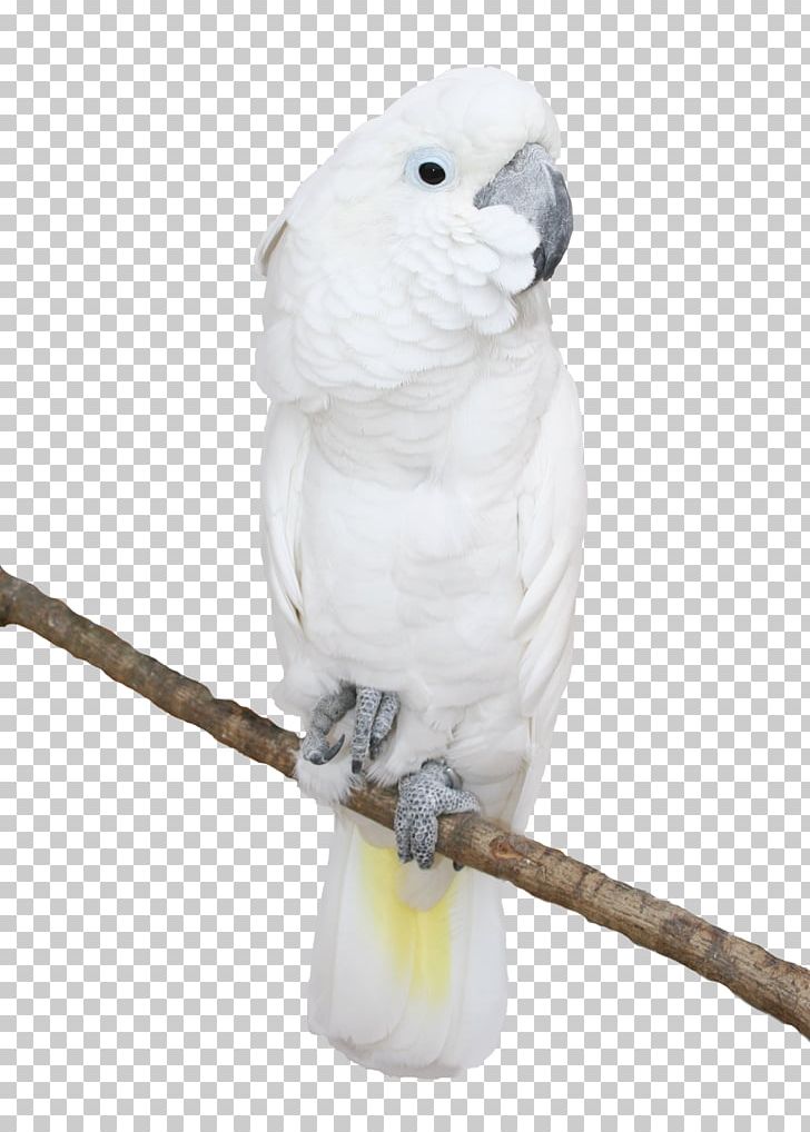 Bird Columbidae Desktop Cockatoo PNG, Clipart, Animals, Beak, Bird, Cockatoo, Columbidae Free PNG Download