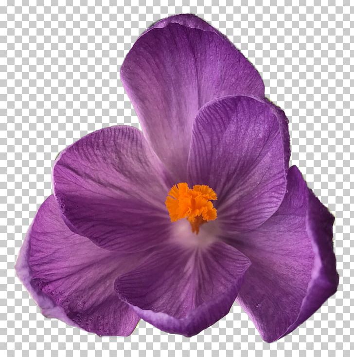 Crocus Pansy Flower Bouquet PNG, Clipart, Corm, Crocus, Flower, Flower Bouquet, Flowering Plant Free PNG Download