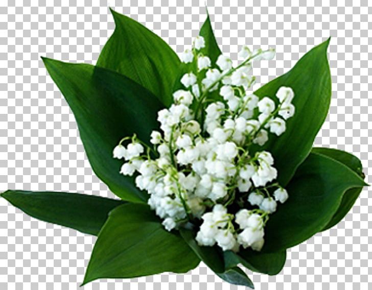 Lily Of The Valley Flowering Plant Birth Flower PNG, Clipart, Arumlily, Birth Flower, Blossom, Floral Design, Floral Emblem Free PNG Download