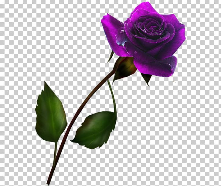 Garden Roses Cabbage Rose Blue Rose Cut Flowers PNG, Clipart, Black, Blue, Blue Rose, Bud, Color Free PNG Download