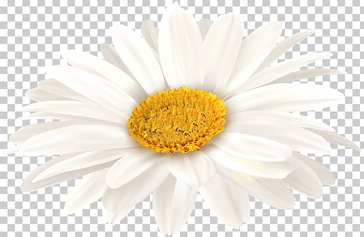 Oxeye Daisy Transvaal Daisy Chrysanthemum Floristry Petal Png Clipart