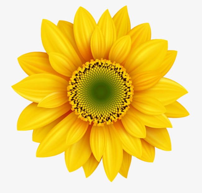 Clear Sunflowers PNG, Clipart, Cartoon, Cartoon Creative, Creative, Creative Flowers, Dec Free PNG Download