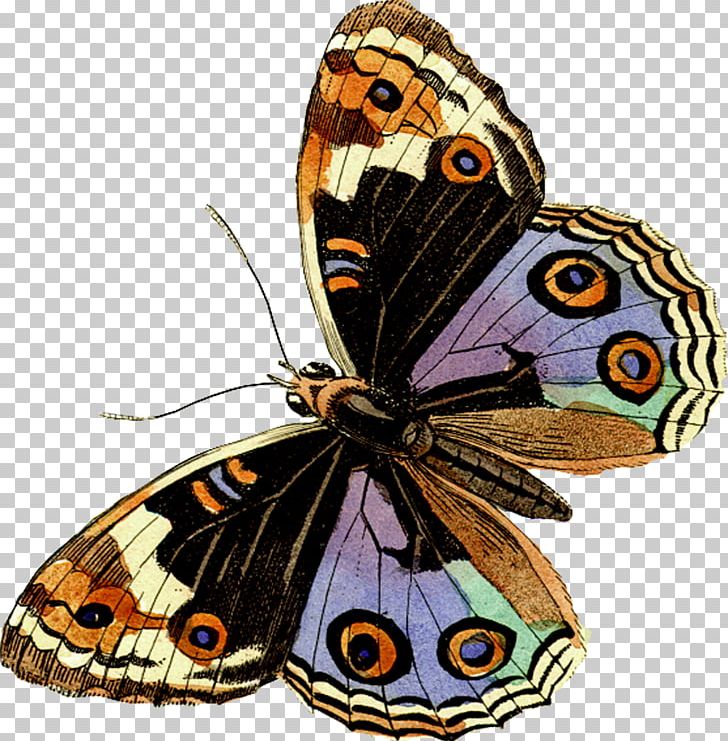Monarch Butterfly Pieridae Gossamer-winged Butterflies Brush-footed Butterflies PNG, Clipart, Animal, Arthropod, Bird, Brush Footed Butterfly, Butterflies And Moths Free PNG Download