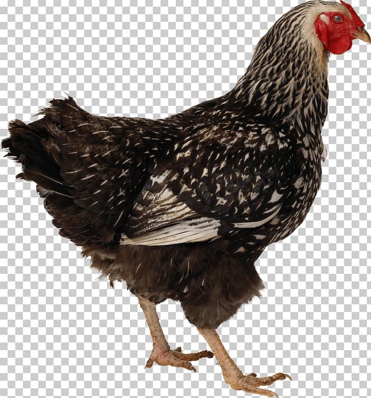 Roast Chicken Duck Poultry Chicken Meat PNG, Clipart, Animals, Beak, Bird, Chick, Chicken Free PNG Download
