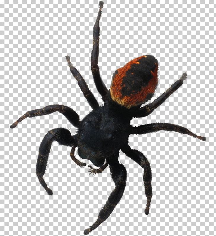 Spider Brachypelma Hamorii Brachypelma Auratum Portable Network Graphics Southern Black Widow PNG, Clipart,  Free PNG Download