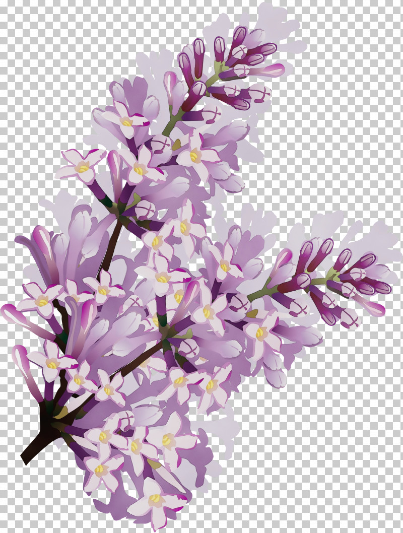 Lavender PNG, Clipart, Branch, Cut Flowers, Flower, Hyacinth, Lavender Free PNG Download