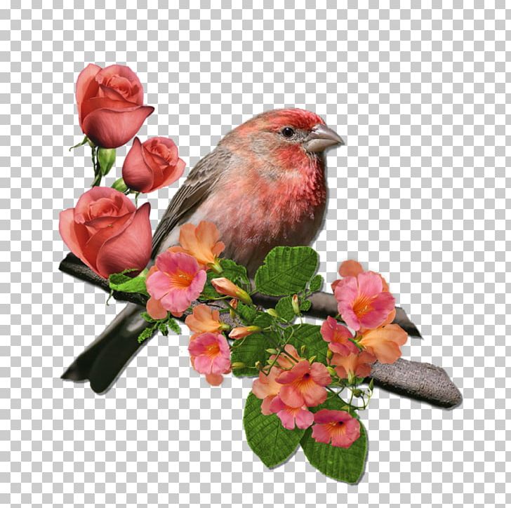 House Finch Finches Wren Northern Cardinal Rose PNG, Clipart, Beak, Bird, Cardinal, Fauna, Finch Free PNG Download