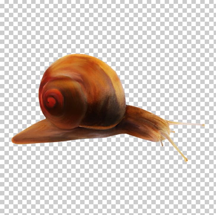 Snail Orthogastropoda Gastropod Shell PNG, Clipart, Animal, Animals, Computer Icons, Data, Data Compression Free PNG Download