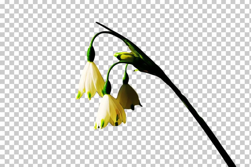 Spring Flower Spring Floral Flowers PNG, Clipart, Amaryllis Family, Bud, Flower, Flowers, Fritillaria Free PNG Download
