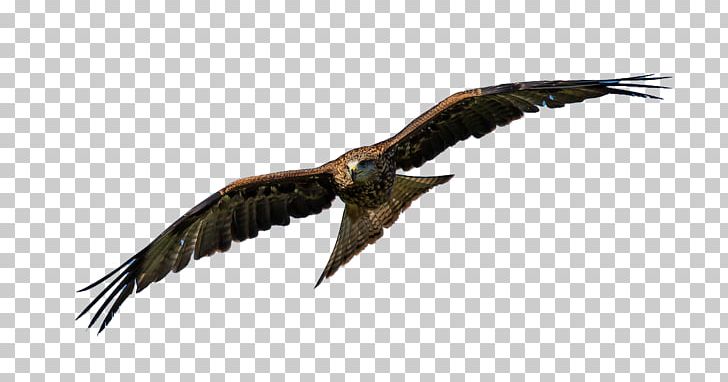 Bird Parrot Eagle PNG, Clipart, Accipitriformes, Animal, Animals, Bald Eagle, Beak Free PNG Download