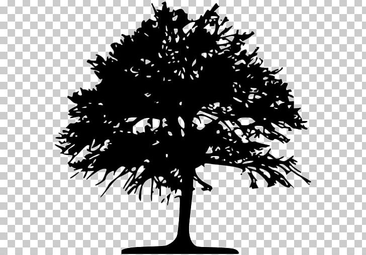 Tree Silhouette Drawing PNG, Clipart, Art, Black And White, Branch, Conifer, Drawing Free PNG Download