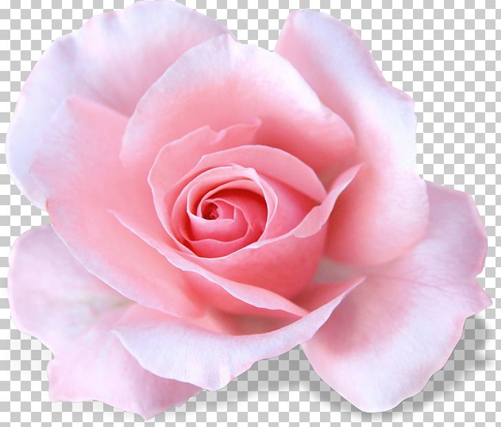 Garden Roses White PNG, Clipart, Color, Cut Flowers, Digital Image, Encapsulated Postscript, Floribunda Free PNG Download