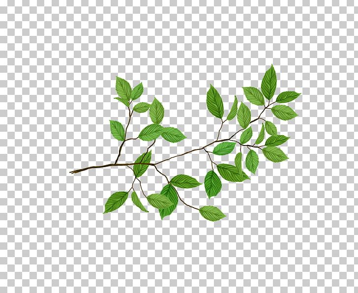 Graphics Stock Photography Portable Network Graphics Leaf PNG, Clipart, Branch, Cdr, Computer Icons, Flowering Plant, Leaf Free PNG Download
