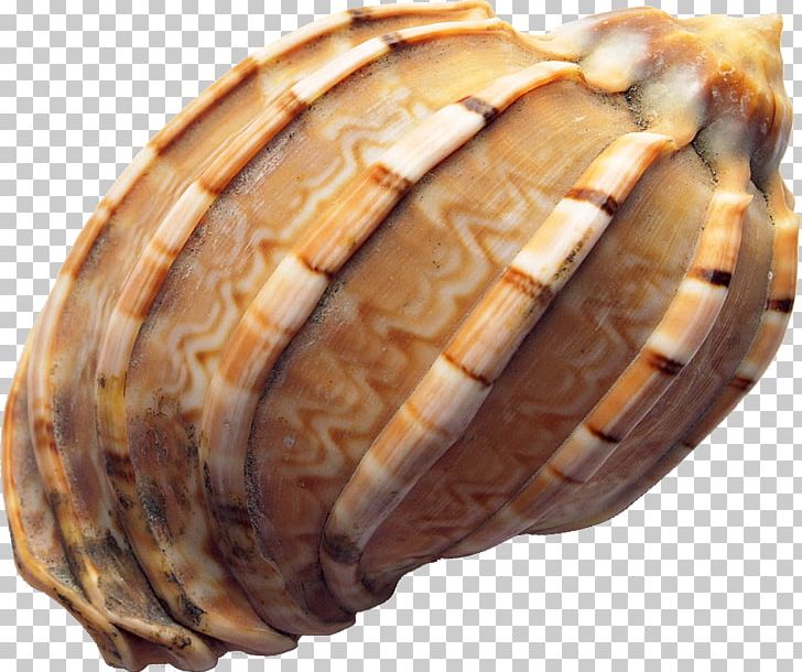 Seashell Conch PNG, Clipart, Archive File, Cartoon Conch, Clam, Clams Oysters Mussels And Scallops, Conch Free PNG Download