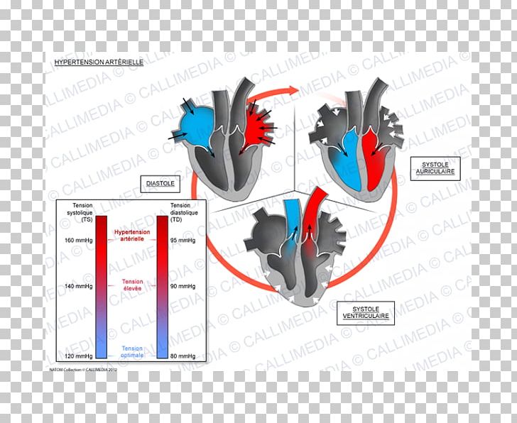 Systole Hypertension Heart Diastole Cardiology PNG, Clipart, Artery, Blood, Brand, Cardiac Cycle, Cardiology Free PNG Download