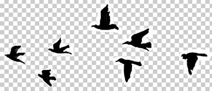 Bird Tattoo Sky Cabs Drawing PNG, Clipart, Animals, Arabic Tattoos, Beak, Bird, Bird Migration Free PNG Download