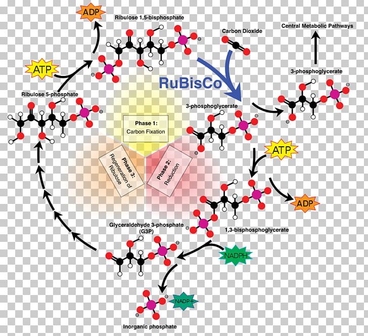 Calvin Cycle Light-independent Reactions C3 Carbon Fixation Ribulose 1 PNG, Clipart, Biology, C3 Carbon Fixation, Calvin Cycle, Carbon Dioxide, Carbon Fixation Free PNG Download