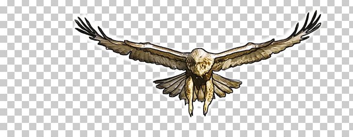 Common Buzzard Hawk Bird Flight PNG, Clipart, Accipitriformes, Beak, Bird, Bird Of Prey, Bohemian Waxwing Free PNG Download