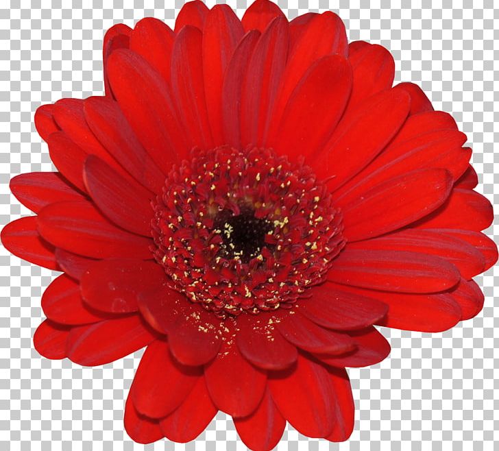 Flower Stock Photography PNG, Clipart, Albom, Annual Plant, Chrysanths, Cut Flowers, Daisy Family Free PNG Download