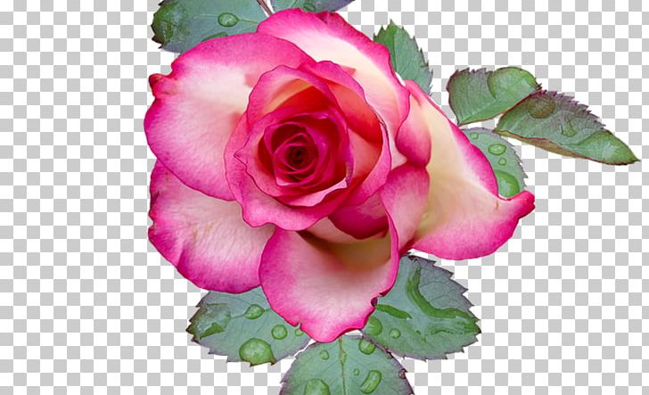 Garden Roses Cabbage Rose Flower Floribunda PNG, Clipart,  Free PNG Download