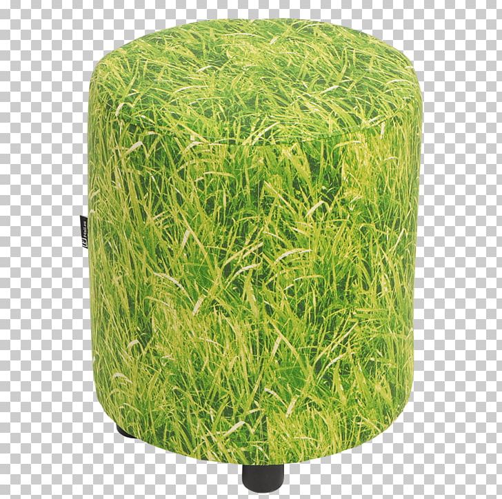 Hay Grasses PNG, Clipart, Grass, Grasses, Grass Family, Hay, Plant Free PNG Download