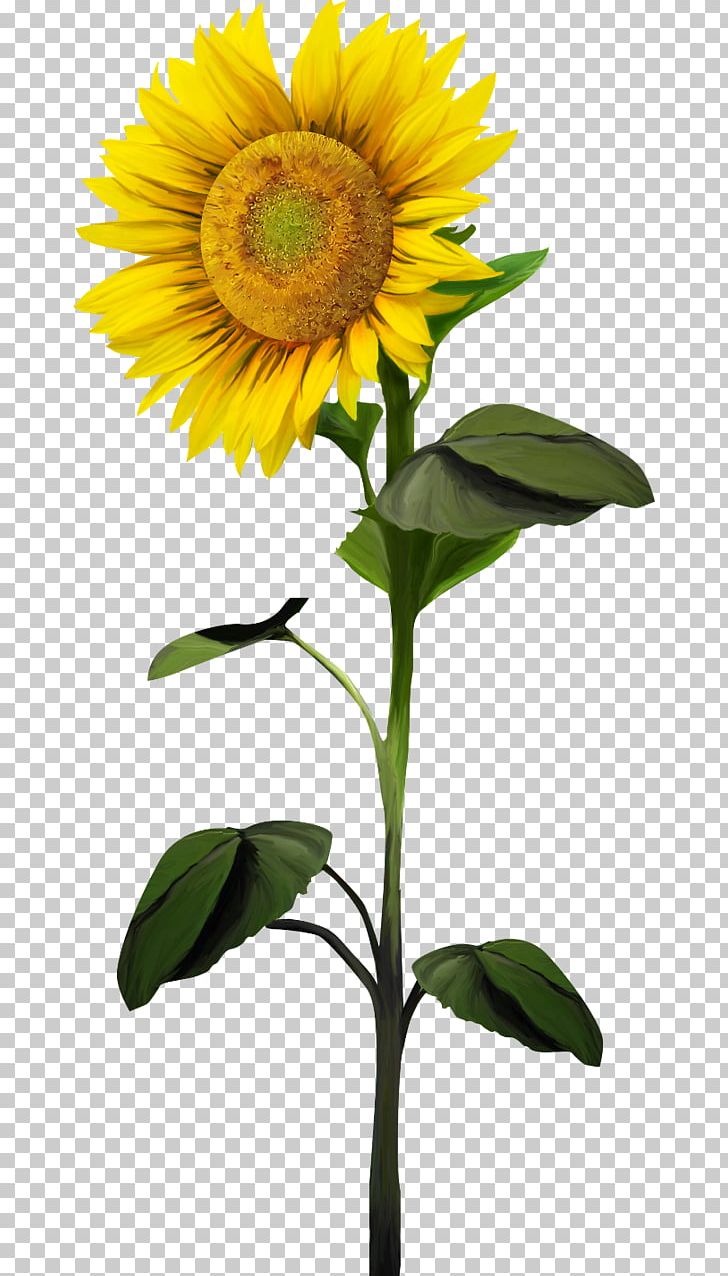 Common Sunflower Plant PNG, Clipart, Annual Plant, Com, Daisy Family, Encapsulated Postscript, Flower Free PNG Download