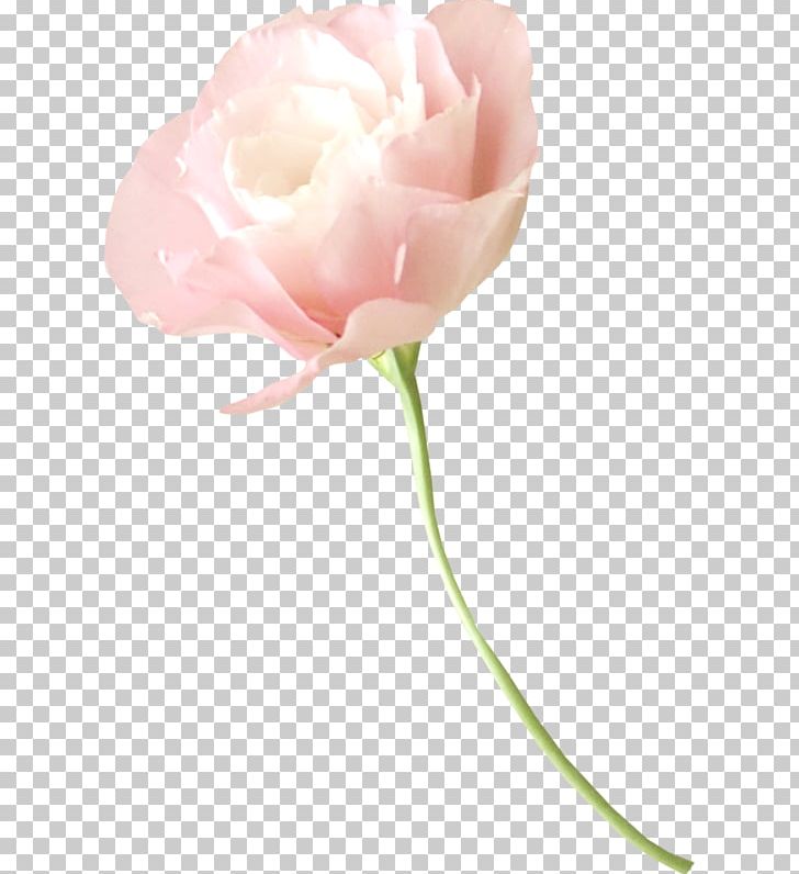 Garden Roses Cut Flowers Cabbage Rose Flower Bouquet PNG, Clipart, Artificial Flower, Cut Flowers, Flower, Flower Bouquet, Flowering Plant Free PNG Download