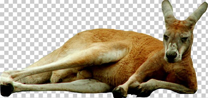 Macropodidae Kangaroo Computer Icons PNG, Clipart, Animals, Antilopine Kangaroo, Background, Computer Icons, Deer Free PNG Download