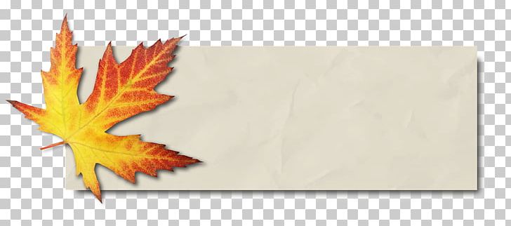 Maple Leaf Autumn Leaf Color Bàner PNG, Clipart, Autumn, Autumn Leaf, Autumn Leaf Color, Baner, Banner Free PNG Download