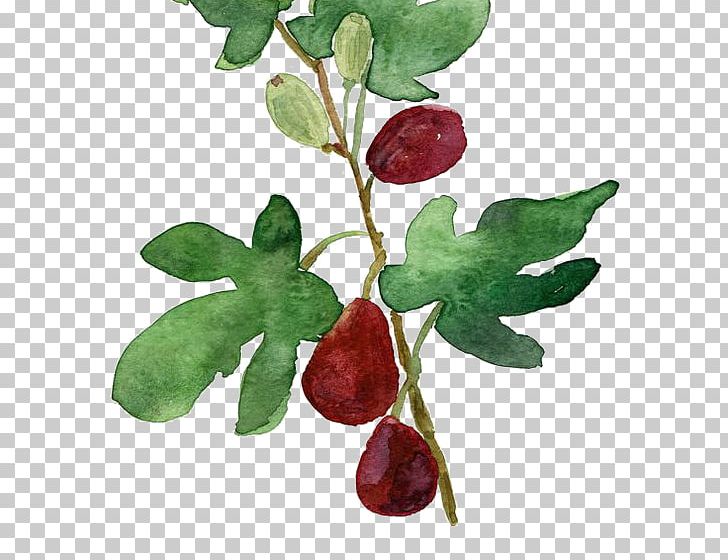 Watercolor Painting Common Fig Botanical Illustration Printmaking PNG, Clipart, Blade, Blades, Botany, Branch, Creative Free PNG Download